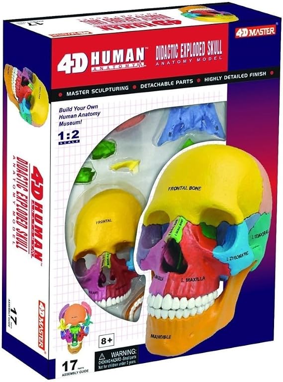Nicky's Gift 4D Puzzle Didactic Exploded Beauchene Skull Color Human 1:2 Anatomy 3D Model NEW