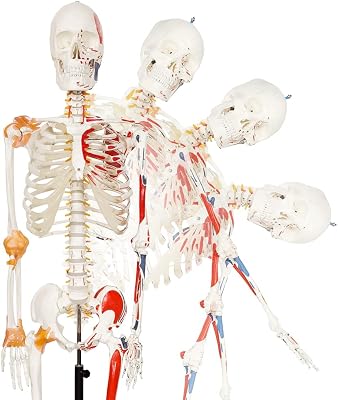 NEW HORIZON Human Medical Anatomical Life Size Skeleton Model,with Spinal Nerves,Muscle Insertion,Origin Points,Joint Ligaments, bent Spine,Includes Rolling Stand