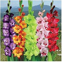 Gladiolus Carnival Mix Sword Lily Gladioli Suberb Cut Flowers 5 Bulbs