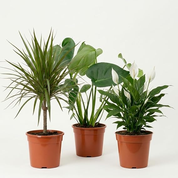 Air Purifier Plant Set Set of 3 Monstera Spathiphyllum Dracaena Approx. 40-70 cm Diameter 12-15 cm Pot Easy Care Indoor Plants for Home and Office