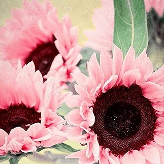 KVITER 15 Iris Tectorum Rose Sunflower Seeds to Plant Pink Sunflowers, Edible Flower Seeds, Best Cut Flower Heirloom Garden Seeds Rare Sunflower Seeds for Planting in Outdoor Garden & Containers