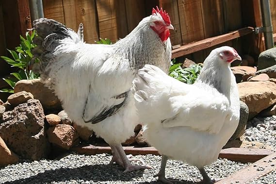 Live Hatching eggs, barn yard mix, Barred Rock, leghorn, black and red sexlink, many buff bantams, Americana, and bearded silkies.
