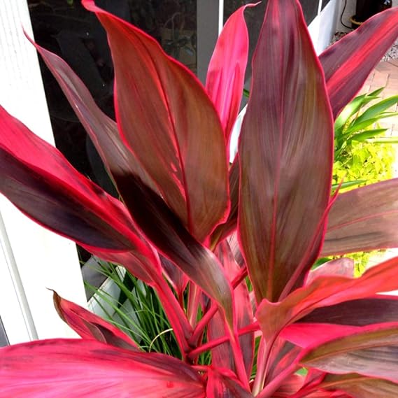 Hawaiian Red Ti Leaf Plant 2 Logs ~ Grow Hawaii