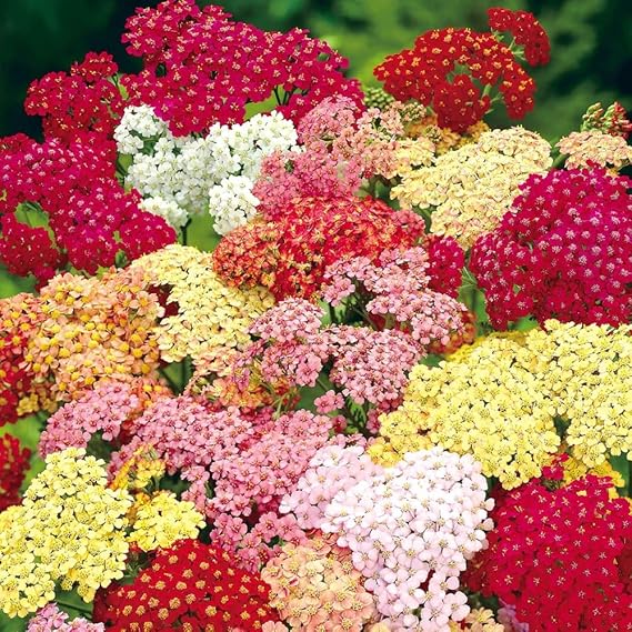 1500+ Mix Yarrow Flowers Seeds for Planting Outdoors-Perennial Non-GMO Heirloom Yarrow Moonshine Seeds for Garden Home Outdoor