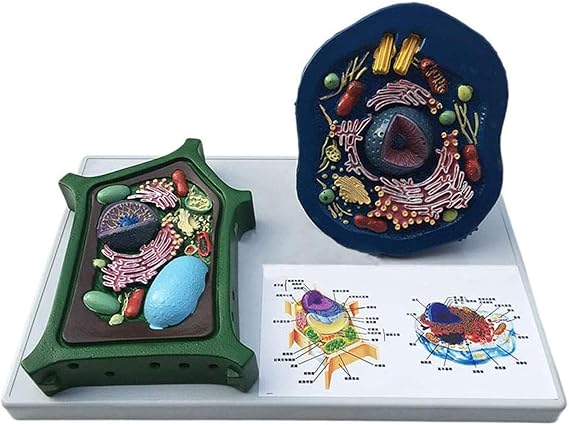 Animal and Plant Cells Model - Comparative Biological Teaching Display Model