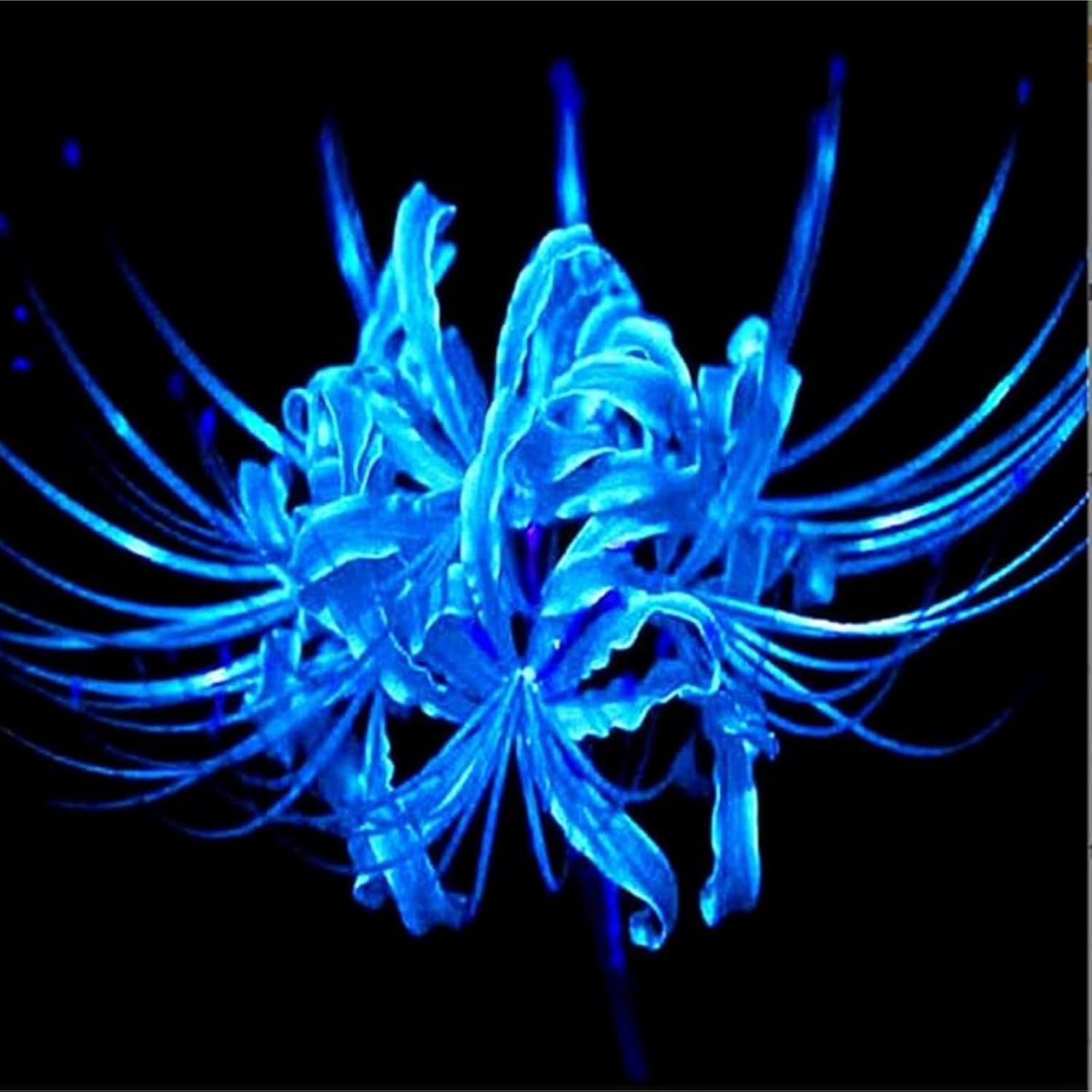 Iridescent,Perennial,Hardy,Gorgeous Spider Lily Bulbs Mix UK,Good for Containers,Flowering Rhizome,Excellent Display,Balcony Garden Bulbs.-4bulbs-G