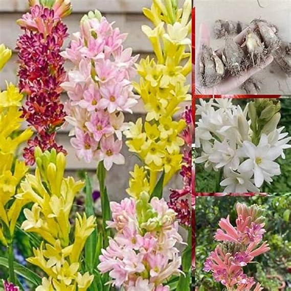 Tuberose Bulbs Mix for Planting Now UK/Natural Organic/Strong Plants That Grow Well/Good for Containers/Greening Flower/Cut Flowers/Wedding Flowers-4bulbs