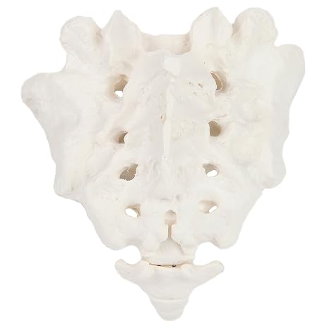 Axis Scientific Sacrum Bone Model, Life-Size | anatomically accurate sacrum replica for medical study, patient education
