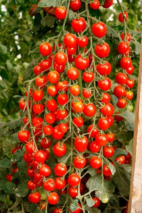Seeds Cherry Tomato Red Early (Solanum lycopersicum) Heirloom Vegetable for Planting Non GMO