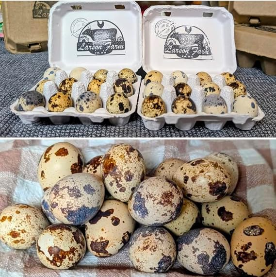 Coturnix Quail Hatching. 24 ct. Possible Ginger, Pansy, Celadon, Jumbo. NPIP Certified/AI Clean. Read Full Description.