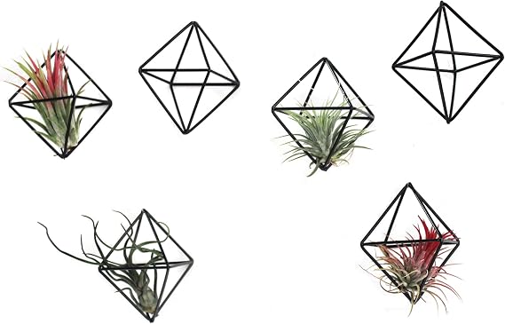 6-Pack Geometric Wire Air Plant Holders, Small Black Metal Tillandsia Stands for Desk Decor, Himmeli Planter Rack for Home & Office Cute Display for Small/Medium Air Plants
