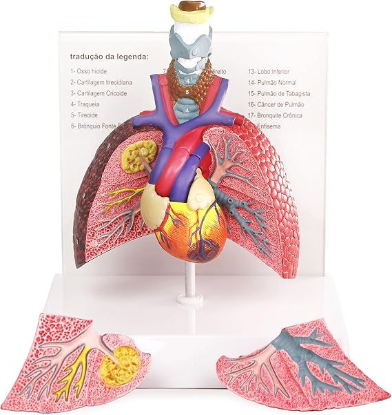 HADWYN Human Respiratory System model,anatomy models human body