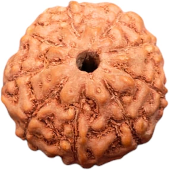 9 Mukhi Rudraksha Beads from Nepal Lab Certified Nine Face Rudraksha for Spiritual Growth, Energy & Protection Original Nepali Rudraksha for Chakra & Meditation