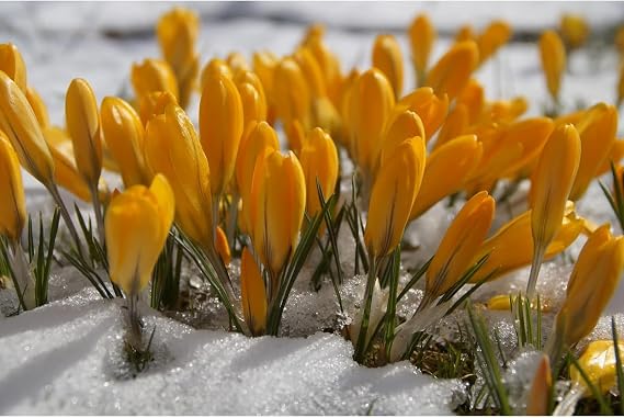 Premium Saffron Bulbs Simple to Grow – Perfect for Gardens, Cut Flowers & Enchanting Displays Winter Hardy Crocus Sativus -5 Bulbs-B