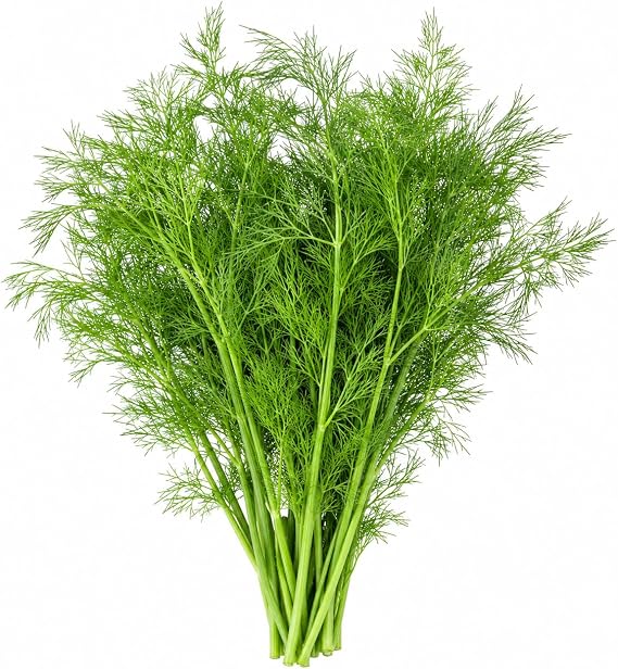Green Leaf Fennel Seeds Grosfruchtiger, Non-Bulbing Herb Fennel Seeds for Planting, Aromatic Feathery Fronds, Flavorful Seeds, Pollinator Friendly Garden Herb, Non-GMO