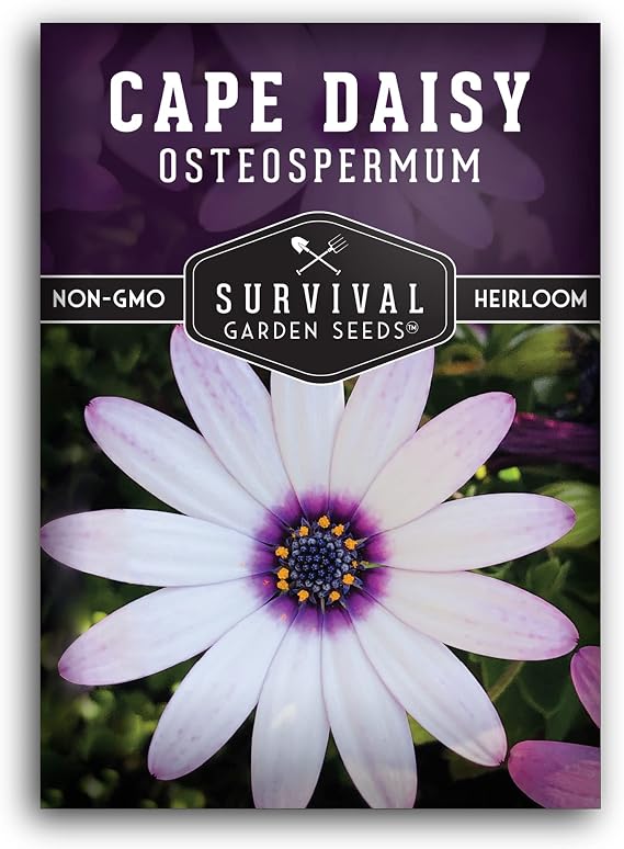 Cape Daisy Seeds for Planting, White Flowers with Purple Eyes - 1 Pack