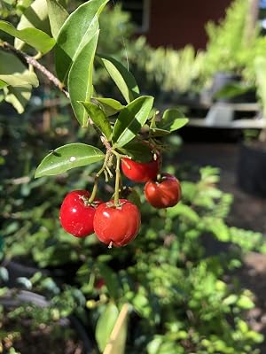 Barbados Cherry Trẹẹs Lịvẹ Plạnts, Acerola Trẹẹ, Cherry Trẹẹ, 4 Tall