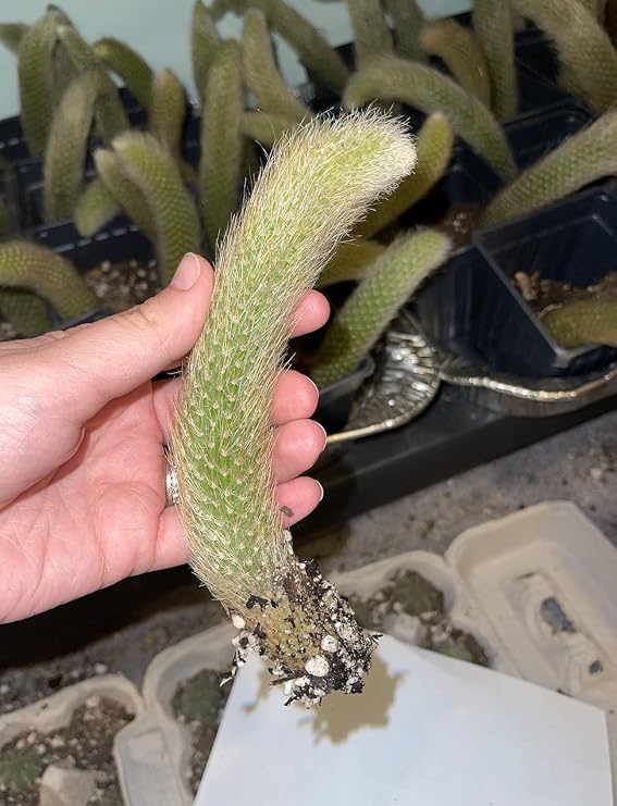 Hildewintera Colademononis Cutting Monkey Tail Cactus Succulent 5 no Root