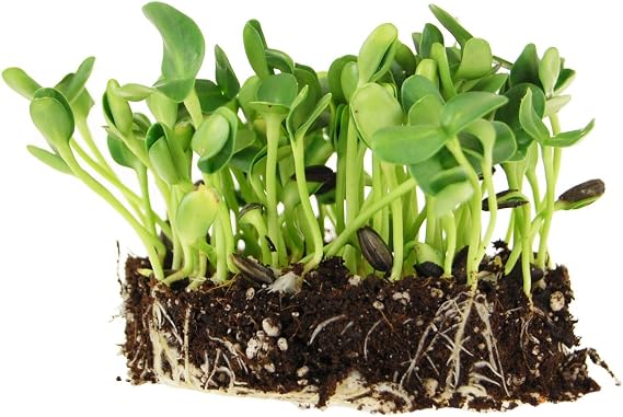 Mountain Valley Seed Co Whole Sunflower Sprouting Seed 5 Lb ~ 128,000 Seeds