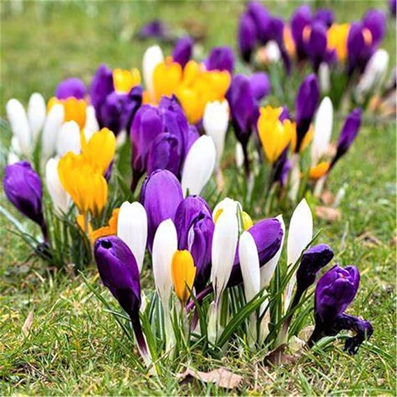 Hardy Perennial,Saffron Plants UK, Excellent Display Crocus Bulbs Potted planting-A-4bulbs