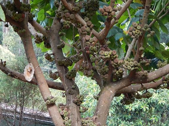 Elephant Ear Fig Tree - Ficus auriculata - 10 Seeds