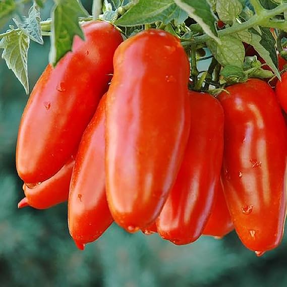 San Marzano Tomato Seeds, Heirloom Variety