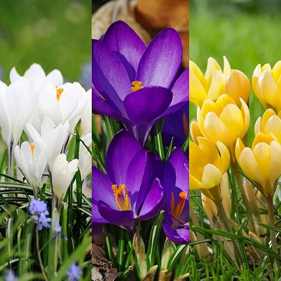 Premium Saffron Bulbs Simple to Grow – Perfect for Gardens, Cut Flowers & Enchanting Displays Winter Hardy Crocus Sativus -5 Bulbs-A