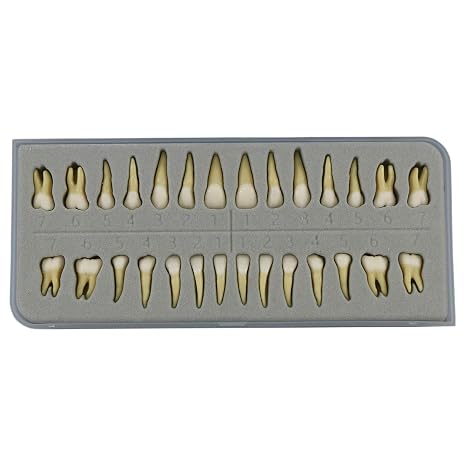 1 Box Dental Model Teeth Model 28 Pcs 1:1 Full Permanent Teeth M7021