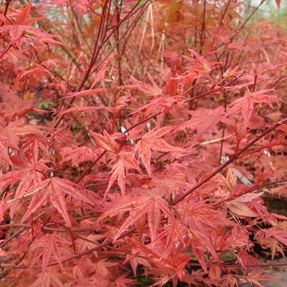 Acer palmatum 'Beni-Maiko' – Compact Japanese Maple Tree with Striking Pink to Red Spring Foliage, Hardy Garden Shrub with Fiery Autumn Colour, 1x 3 Litre Pot by Thompson and Morgan
