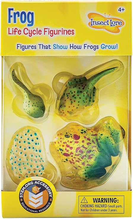 Insect Lore Frog Life Cycle Stages