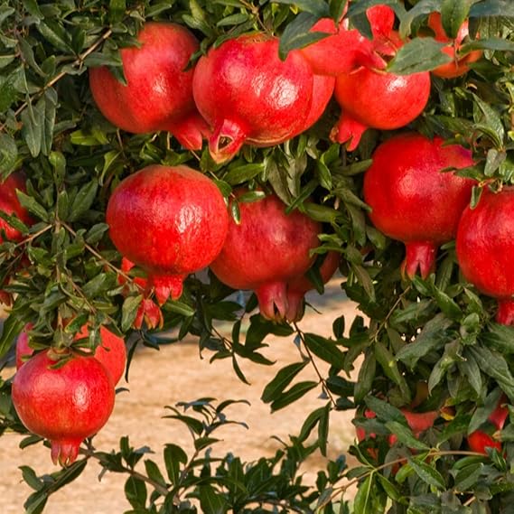 ITANSE Pomegranate Seedling, Persian Black, 4.7 inches 12 cm Pot, Fruit Tree Seedlings, Black and Red