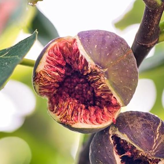100 Pcs Black Madeira Fig Tree Seeds Non-GMO Heirloom Delicious Fruit Seeds for Planting Sweet Fig Fruit Tree Seed Easy to Grow