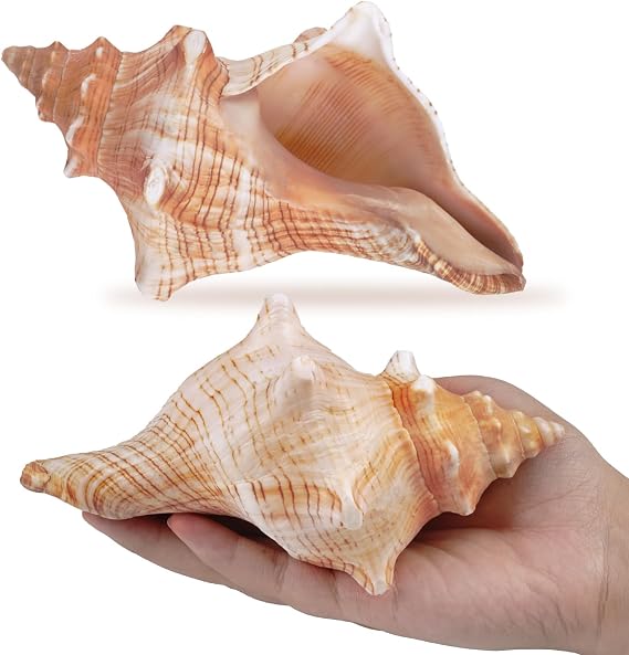 2Pcs Medium Large Conch Shell, Striped Fox Conch Seashell 5 inches, Medium Sea Shell for Vase Filler