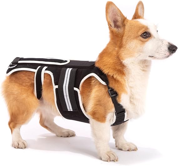 Back Brace for Dogs with IVDD, Arthritis, Back Pain, Surgical Recovery and Rehabilitation, Dachshund Back Pain Relief, IVDD Harness (Small)