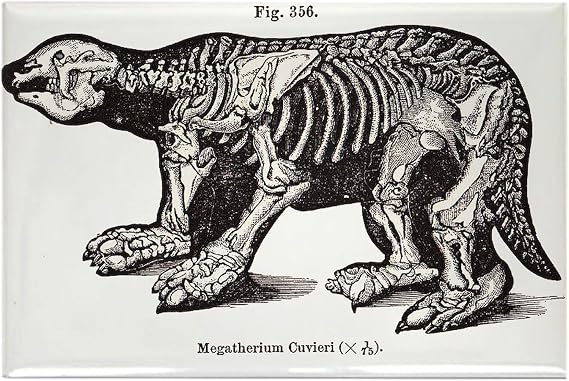 CafePress Megatherium Rectangle Magnet, 3"x2" Refrigerator Magnet