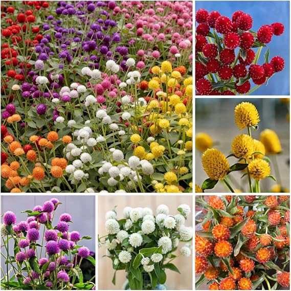 1050 Mixed Globe Amaranth Seeds - Gomphrena Globosa Flower Seeds for Planting - Vibrant Colorful Annual Garden Seeds for Cutting and Dried Floral Arrangements