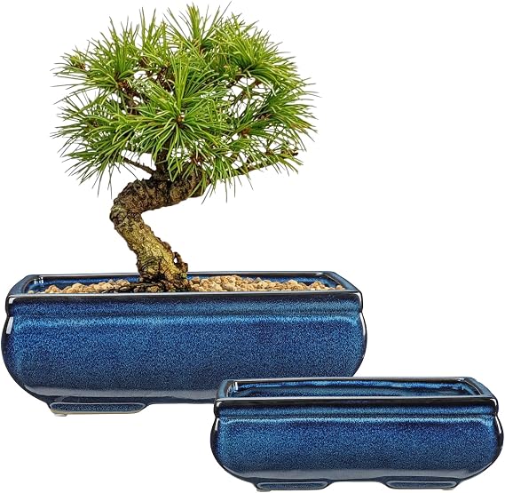 Villa Como Set of 2 Large Bonsai Pots with with Drainage Hole, 9.8"&7.4"
