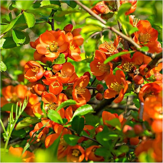 Chaenomeles × superba 'Orange Trail' / Japanese Quince, 20-30cm Tall in 2L Pot 3fatpigs®