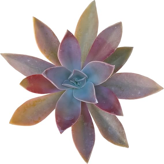 Graptoveria Fred Ives (2 inch) - Live Succulent for Indoor - Succulent for Gift Ideas