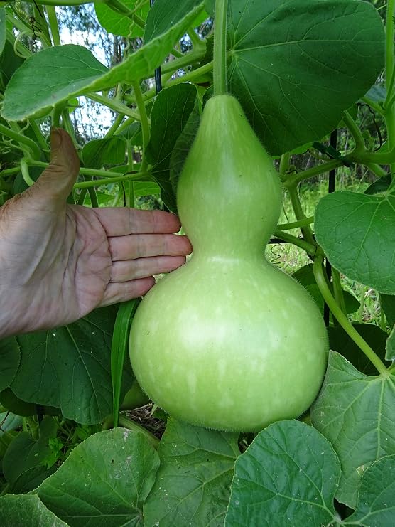Seeds Bottle Gourd Green Calabash Lagenaria Non GMO Heirloom