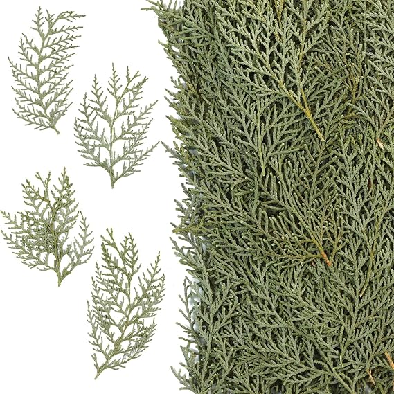 50 Pcs Pressed Pine Leaves Branches for Christmas Wreath & Resin Crafts