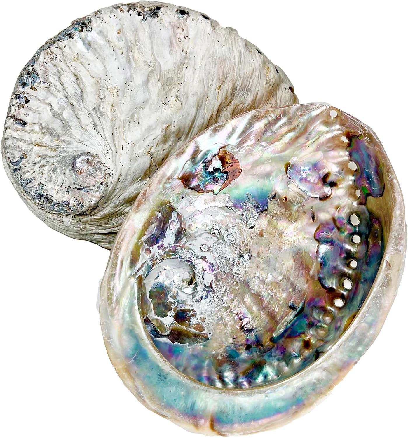 Darthome Unpolished Abalone Shells Colourful Natural Sea Beach Ocean Bathroom Decoration Large 15-17cm