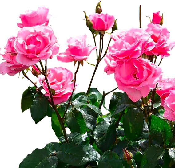 Lucy Althea Double Rosy Red Tree Vibrant Flowering Hardy Crape Myrtle for Gardens & Landscapes (Liner/Starter/Bareroot/Set of 10 Plants)