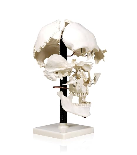VAL250 Life Size Beauchene Model | Exploded to Show How Bones Fit Together | Disarticulated, Mounted on Wire to Retain Spatial Relationship | Med. Studies | W Identification Key