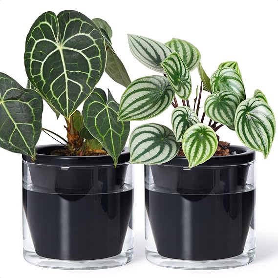 D'vine Dev Self-Watering Black Terracotta Planter, 6 in, 2-Pack, 37-Y-B-3 | Terracotta & Glass Design, Clear Water Reservoir, Visible Water Level, Easy Plant Care, Ideal for Busy Plant Lovers