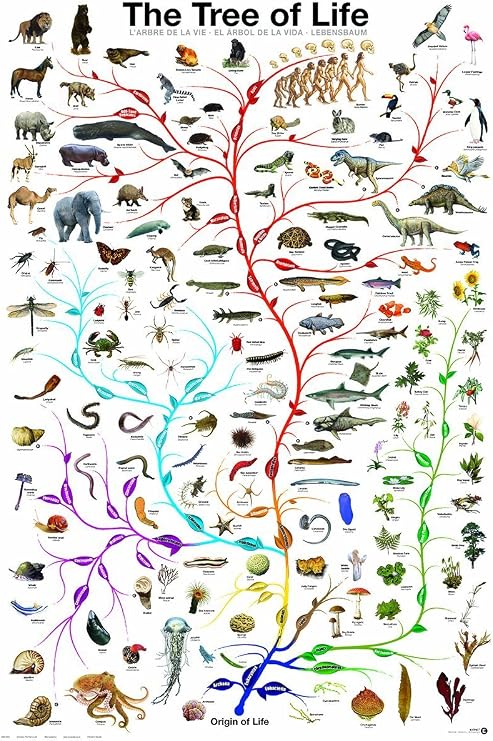 EuroGraphics Laminated Evolution Tree of Life Featuring Charles Darwin Poster Print 24x36