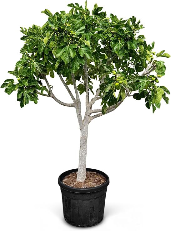 Ficus Carcia Fig Tree - 30 Years Old - Fruit Trees - Brown Turkey - Hardy Fig Tree - Garden - 220 cm Including Pot