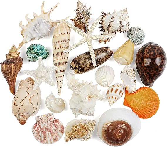 12 PCS Large Seashells Mixed Beach Sea Shells and Ocean StarfishNatural Colorful Sea Shells Starfish Up to 16CM Large Seashells Perfect for Beach Theme Party Home Decor DIY Crafts Fish Tank Decor