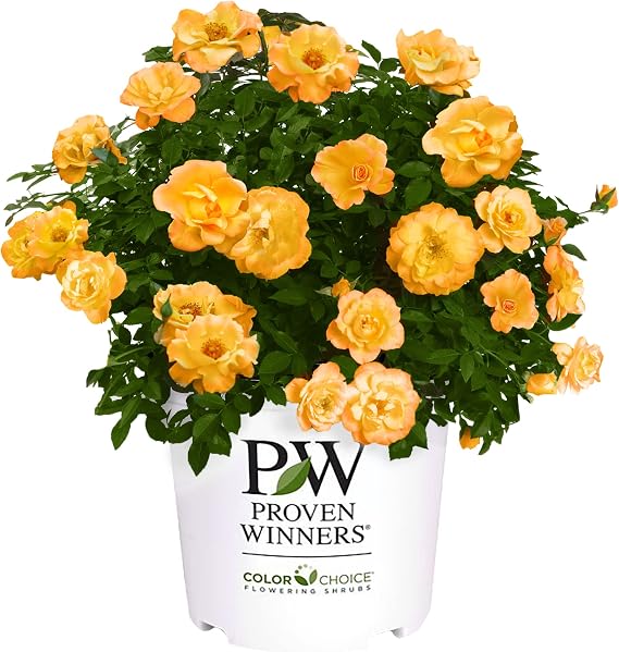 Proven Winners 2 Gal. Sunorita Rose Shrub