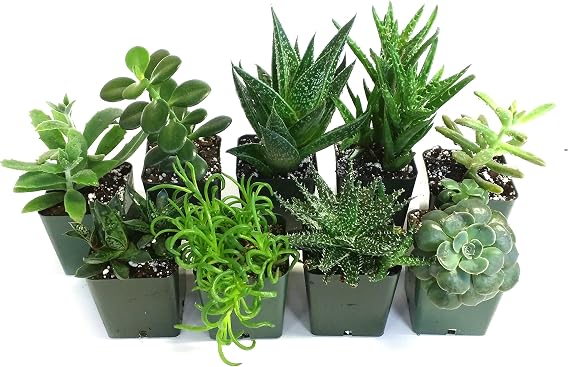 Succulent (Grower's Choice)